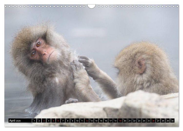 Produktbild: Schneeaffen im Jigokudani Nationalpark (Wandkalender 2026 DIN A3 quer), CALVENDO Monatskalender