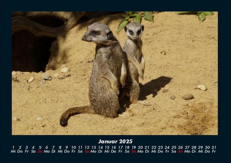 Produktbild: Der Tierkalender 2025 Fotokalender DIN A4