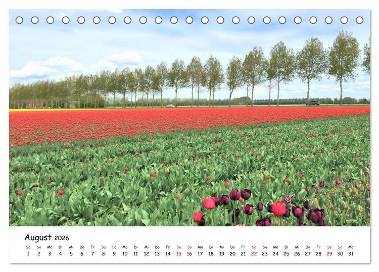 Produktbild: Tulpenbl&uuml;te in Flevoland 2026 (Tischkalender 2026 DIN A5 quer), CALVENDO Monatskalender