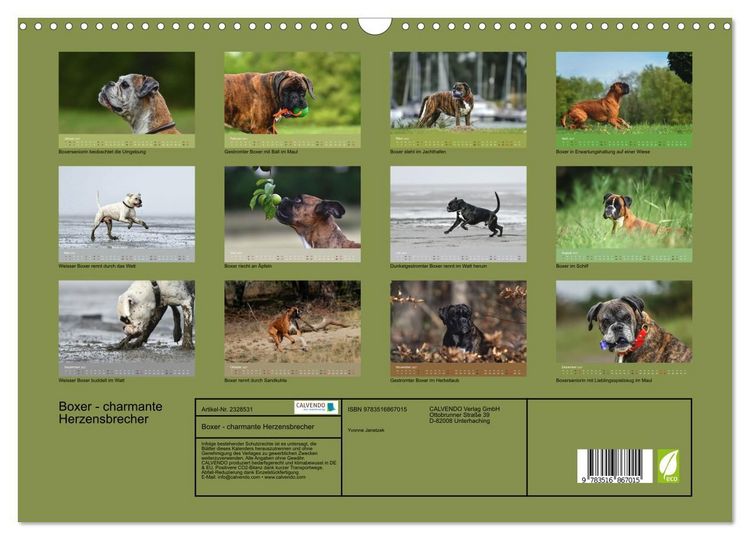 Produktbild: Boxer - charmante Herzensbrecher (Wandkalender 2027 DIN A3 quer), CALVENDO Monatskalender