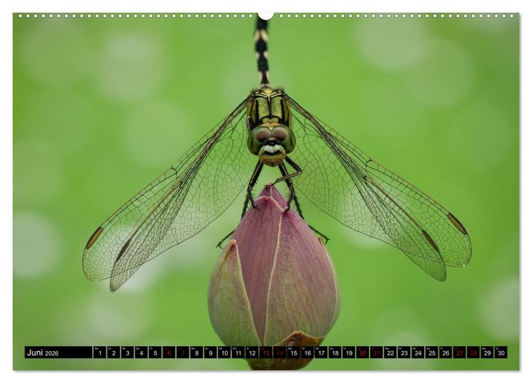 Produktbild: Singapurs Tierwelt (hochwertiger Premium Wandkalender 2026 DIN A2 quer), Kunstdruck in Hochglanz
