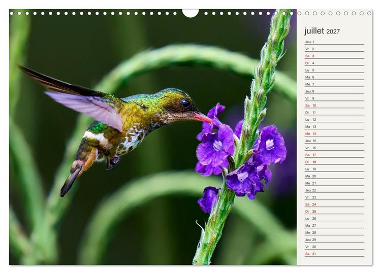 Produktbild: Colibris &ndash; &eacute;clats de nature (Calendrier mural 2027 DIN A3 vertical), CALVENDO calendrier mensuel