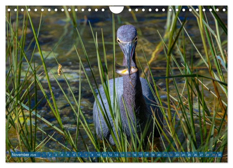 Produktbild: Blaureiher und Dreifarbenreiher (Wandkalender 2026 DIN A4 quer), CALVENDO Monatskalender