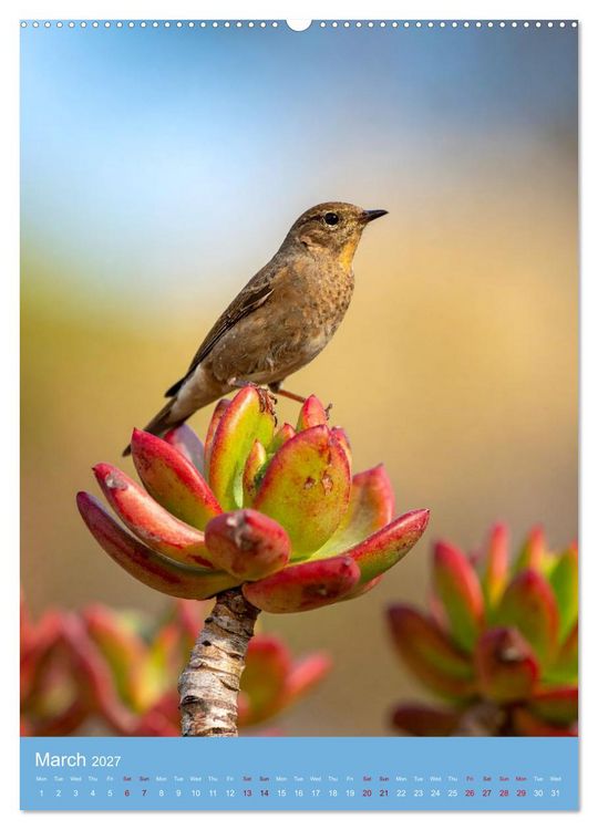 Produktbild: Succulents in Many Shapes (Wall Calendar 2027 DIN A2 portrait), CALVENDO 12 Month Wall Calendar