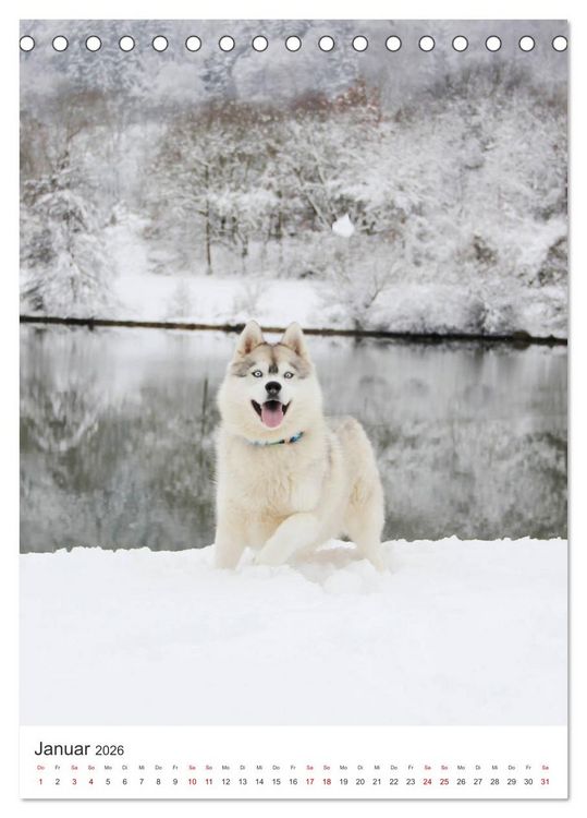 Produktbild: Faszination Husky (Tischkalender 2026 DIN A5 hoch), CALVENDO Monatskalender