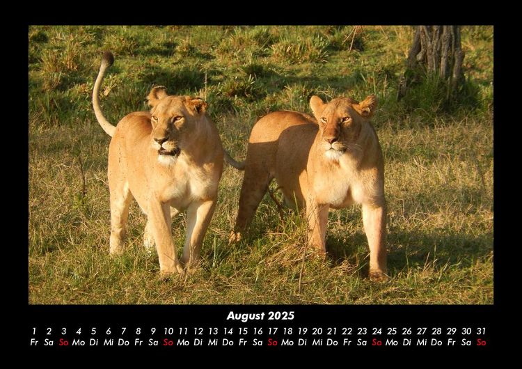 Produktbild: Tiere in der Wildnis 2025 Fotokalender DIN A3