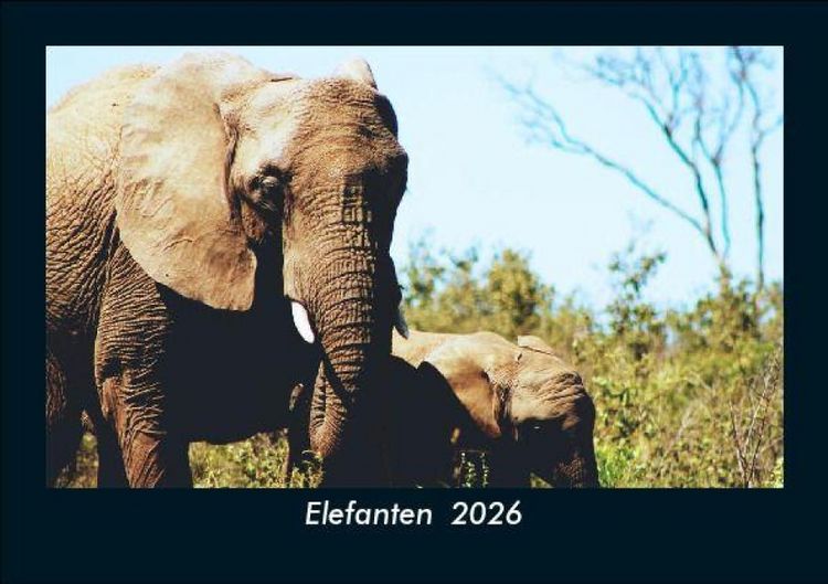 Produktbild: Elefanten 2026 Fotokalender DIN A5