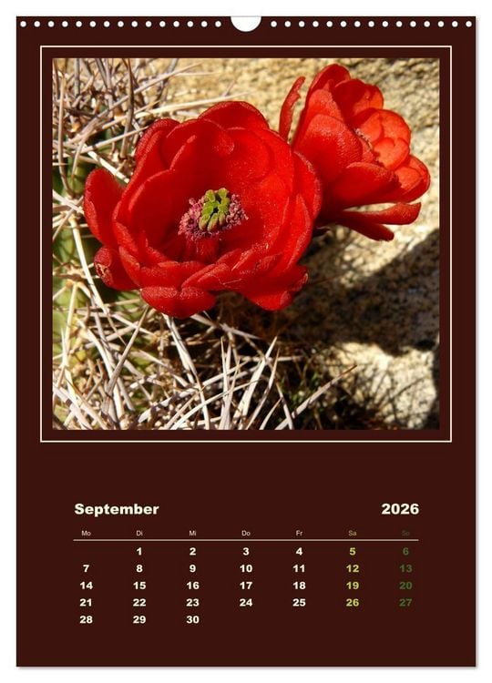 Produktbild: Wilde Kakteen Amerikas (Wandkalender 2026 DIN A3 hoch), CALVENDO Monatskalender