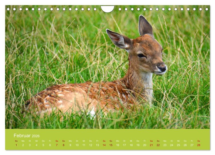 Produktbild: Die lieben Kleinen ... Tierkinder einfach zum Knuddeln (Wandkalender 2026 DIN A4 quer), CALVENDO Monatskalender