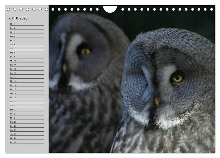 Produktbild: Eulen. Gefiederte Weisheit (Wandkalender 2026 DIN A4 quer), CALVENDO Monatskalender