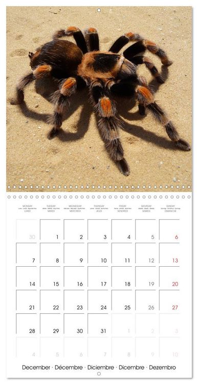 Produktbild: Spiders and Tarantulas (Wall Calendar 2026 12 &times; 12 Inch) CALVENDO 12 Month Wall Calendar