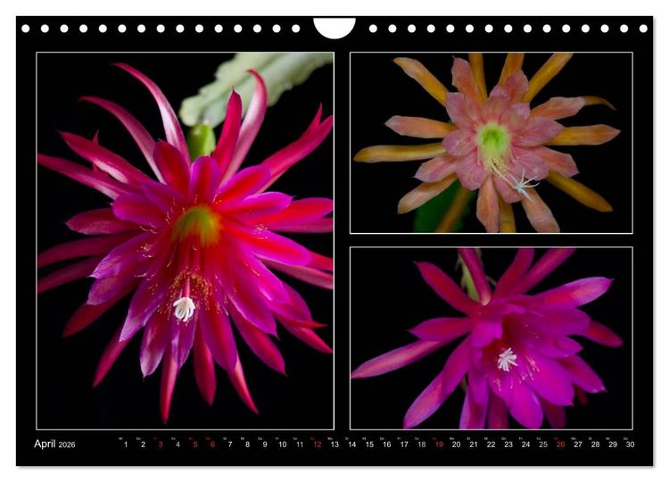 Produktbild: Epiphyllum-Hybriden (Wandkalender 2026 DIN A4 quer), CALVENDO Monatskalender