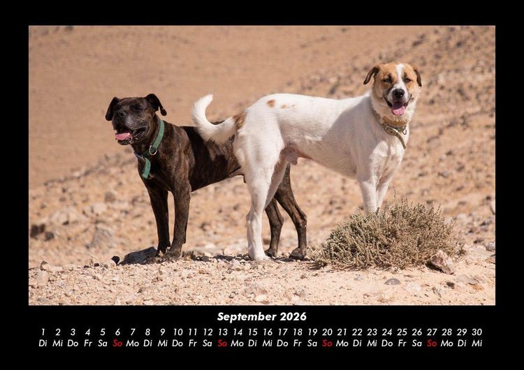 Produktbild: Hunde 2026 Fotokalender DIN A3
