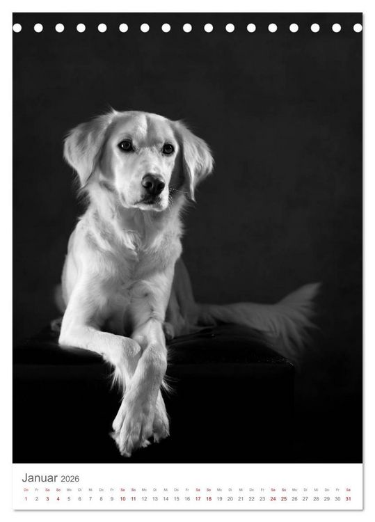 Produktbild: Fine Art Hundeportraits (Tischkalender 2026 DIN A5 hoch), CALVENDO Monatskalender