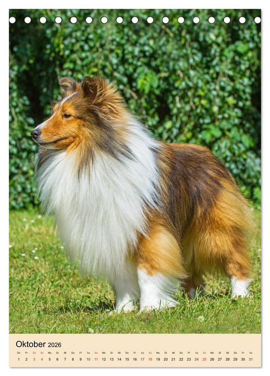Produktbild: Sheltie - Wirbelwind auf 4 Pfoten (Tischkalender 2026 DIN A5 hoch), CALVENDO Monatskalender