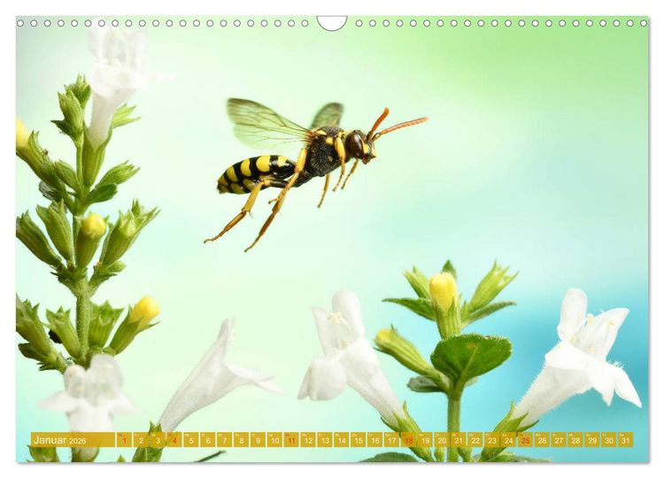 Produktbild: Sechs Beine in der Luft - Wildbienen im Flug (Wandkalender 2026 DIN A3 quer), CALVENDO Monatskalender