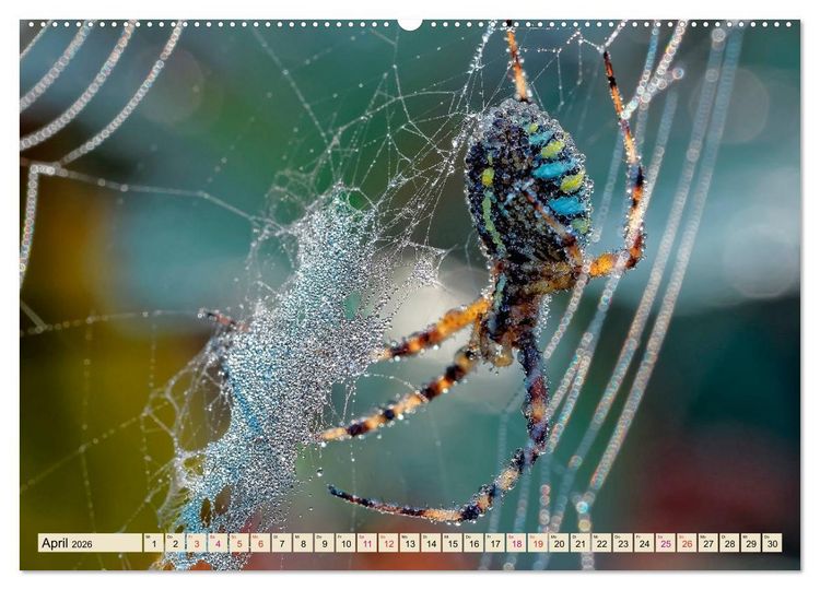 Produktbild: Spinnennetze - Wunder der Natur (Wandkalender 2026 DIN A2 quer), CALVENDO Monatskalender