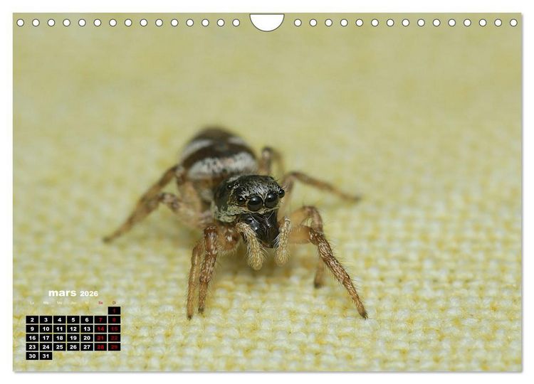 Produktbild: Araign&eacute;es et insectes (Calendrier mural 2026 DIN A4 vertical), CALVENDO calendrier mensuel