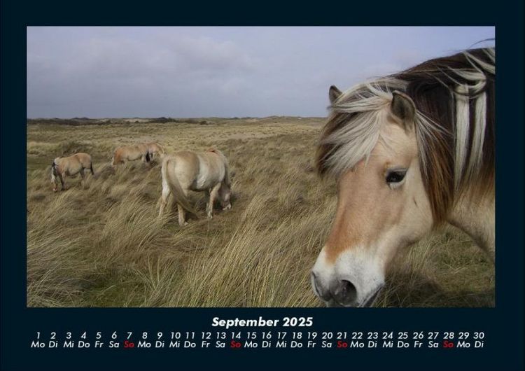 Produktbild: Die Welt der Pferde 2025 Fotokalender DIN A4