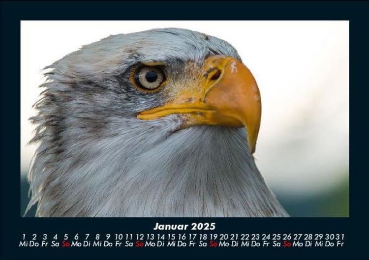 Produktbild: Adler 2025 Fotokalender DIN A5