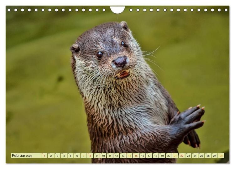 Produktbild: Fischotter - putzige Kerlchen und elegante Schwimmer (Wandkalender 2026 DIN A4 quer), CALVENDO Monatskalender