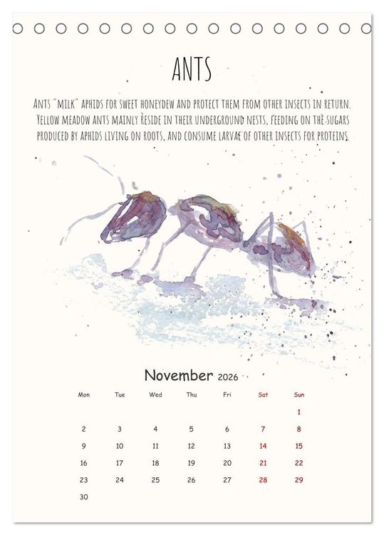 Produktbild: Symbiosis, the story of collaborations in nature (Desk Calendar 2026 DIN A5 portrait), CALVENDO 12 Month DeskCalendar