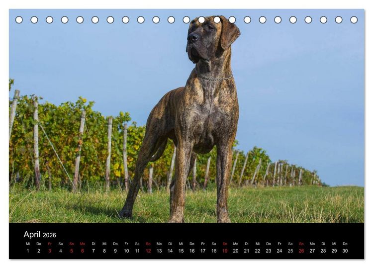 Produktbild: Deutsche Dogge 2026 (Tischkalender 2026 DIN A5 quer), CALVENDO Monatskalender