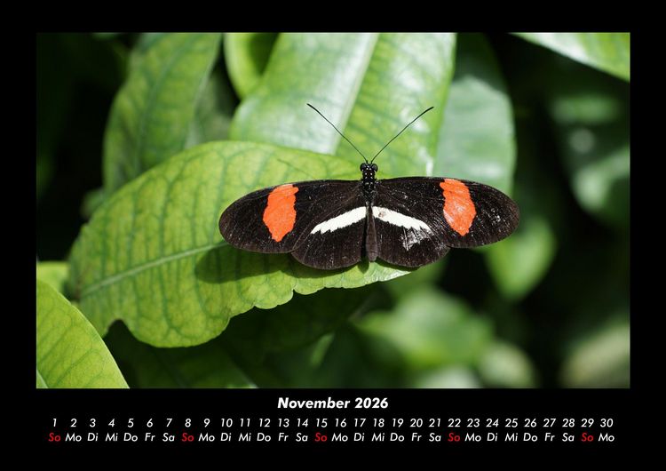 Produktbild: Bunte Pracht der Schmetterlinge 2026 Fotokalender DIN A3