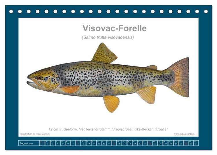 Produktbild: Fisch als Kunst 2027: Seeforellen (Tischkalender 2027 DIN A5 quer), CALVENDO Monatskalender