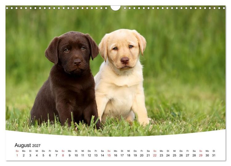 Produktbild: Labrador Welpen - Labrador Puppies (Wandkalender 2027 DIN A3 quer), CALVENDO Monatskalender