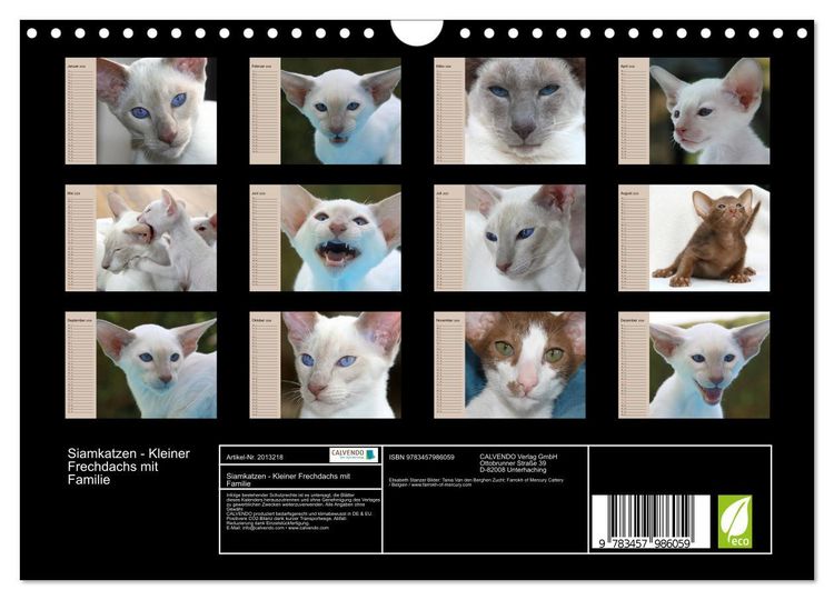 Produktbild: Siamkatzen - Kleiner Frechdachs mit Familie (Wandkalender 2026 DIN A4 quer), CALVENDO Monatskalender