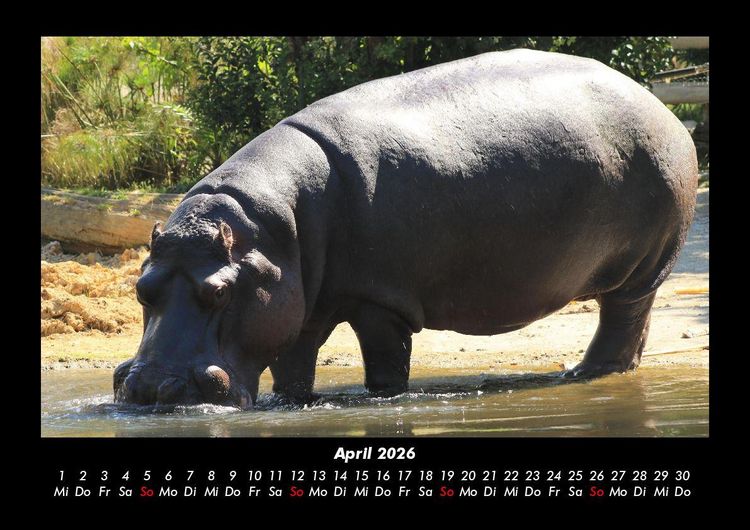 Produktbild: Welt der Tiere 2026 Fotokalender DIN A3