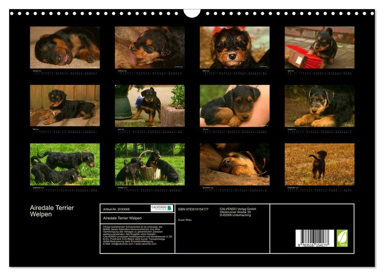 Produktbild: Airedale Terrier Welpen (Wandkalender 2026 DIN A3 quer), CALVENDO Monatskalender