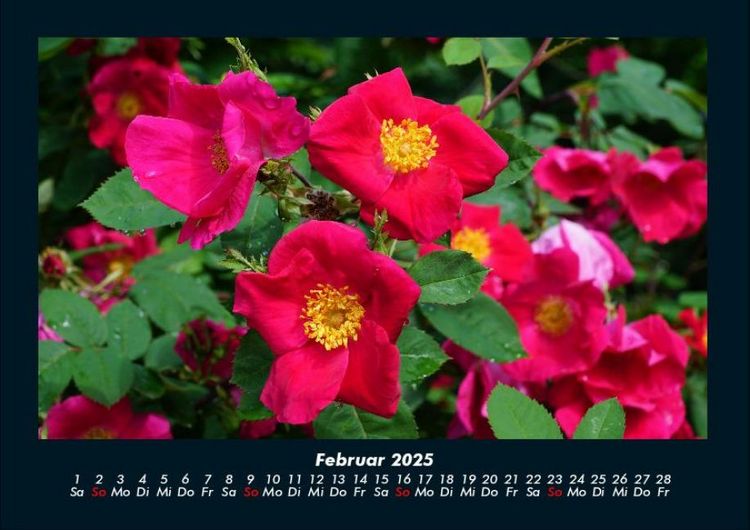 Produktbild: Blumen & Pflanzen 2025 Fotokalender DIN A4