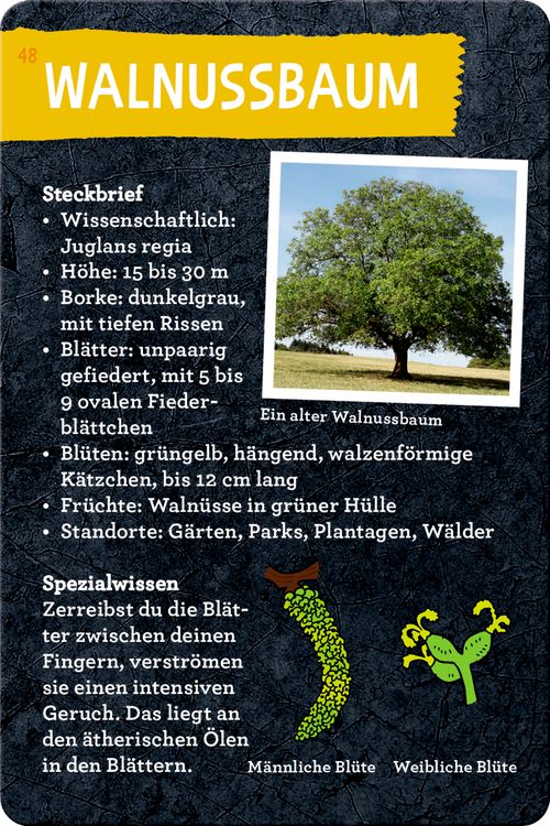 Produktbild: 50 B&auml;ume kennen & erleben