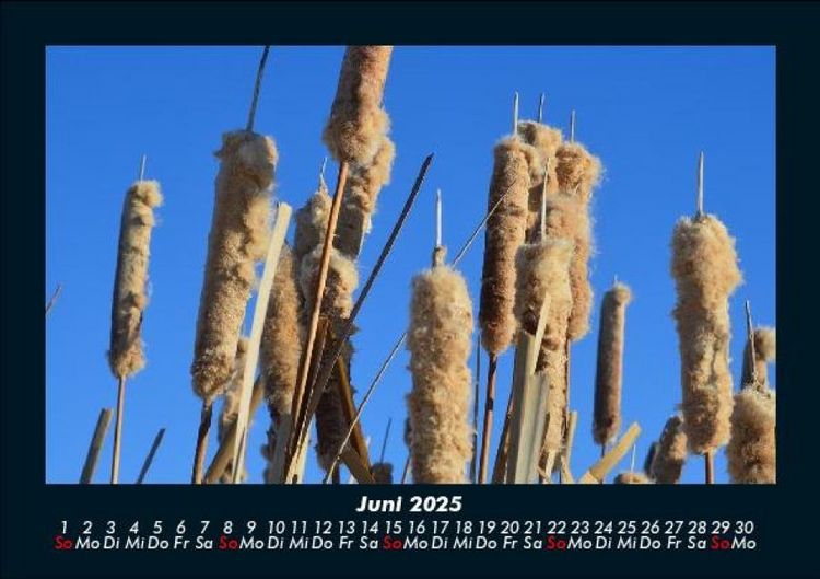 Produktbild: Bilder aus der Natur 2025 Fotokalender DIN A5