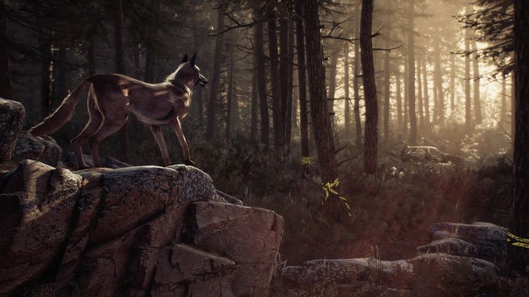 Produktbild: Blair Witch