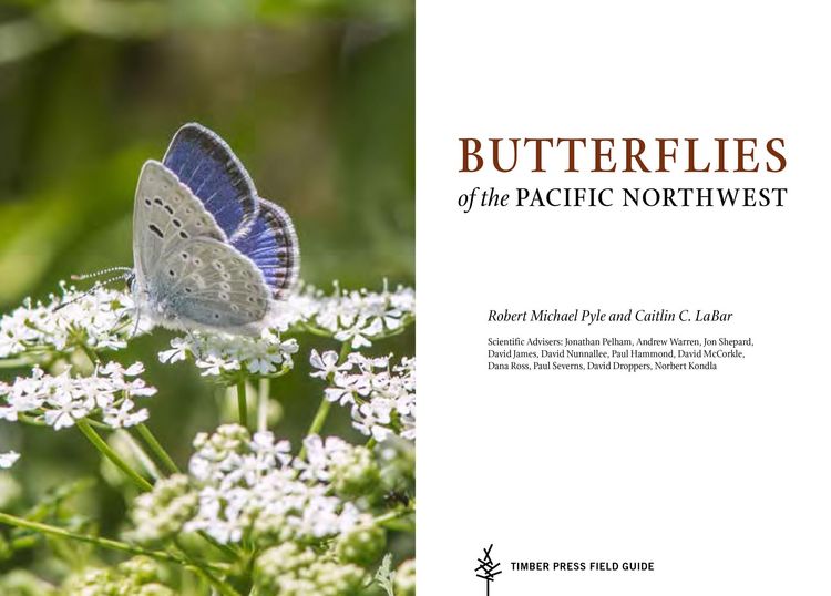 Produktbild: Butterflies of the Pacific Northwest