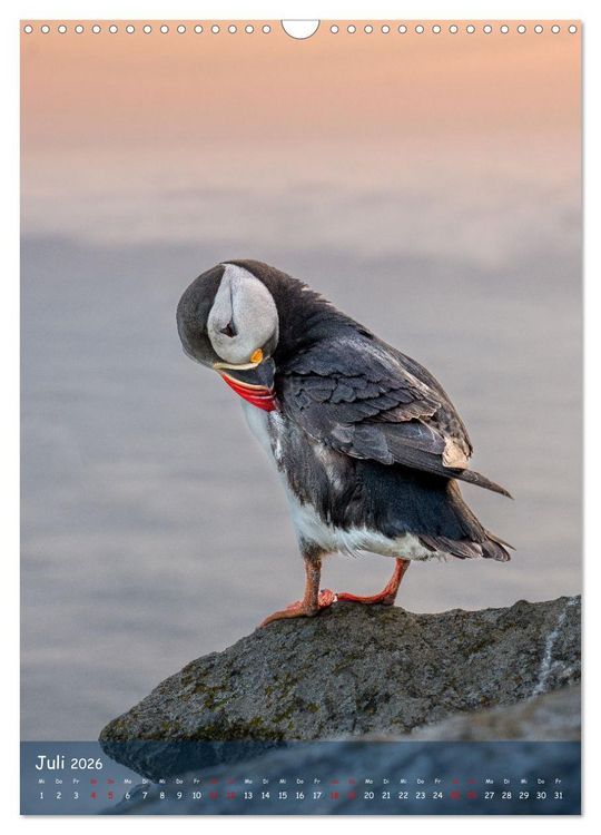 Produktbild: Naturerlebnis Puffin (Wandkalender 2026 DIN A3 hoch), CALVENDO Monatskalender