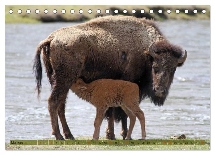 Produktbild: Wildtiere Nordamerikas (Tischkalender 2026 DIN A5 quer), CALVENDO Monatskalender