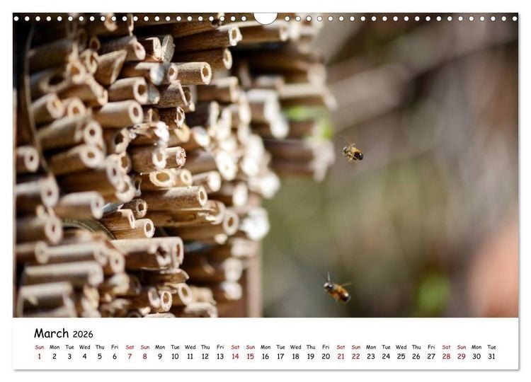 Produktbild: Wild bees - The life of solitary bees in insect hotels (Wall Calendar 2026 DIN A3 landscape), CALVENDO 12 Month Wall Calendar