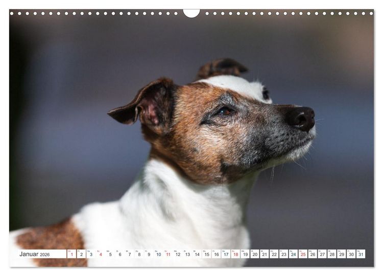Produktbild: Jack Russell - Klein, aber oho! (Wandkalender 2026 DIN A3 quer), CALVENDO Monatskalender