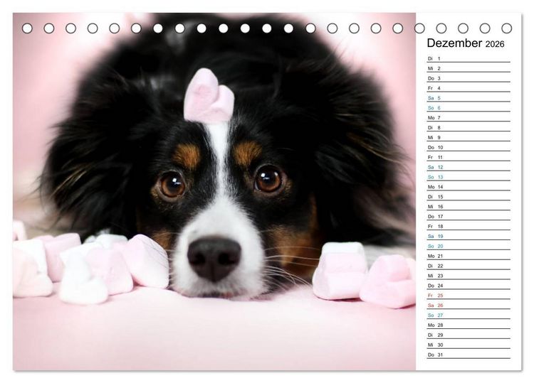 Produktbild: Australian Shepherd Tri Color (Tischkalender 2026 DIN A5 quer), CALVENDO Monatskalender
