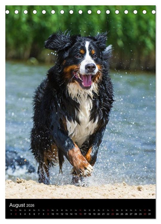 Produktbild: Faszination Berner Sennenhund (Tischkalender 2026 DIN A5 hoch), CALVENDO Monatskalender