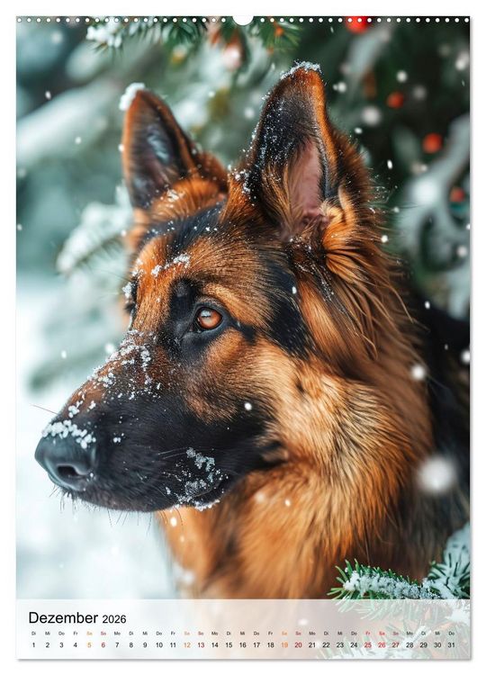 Produktbild: Deutscher Sch&auml;ferhund - mutig und zuverl&auml;ssig (hochwertiger Premium Wandkalender 2026 DIN A2 hoch), Kunstdruck in Hochglanz