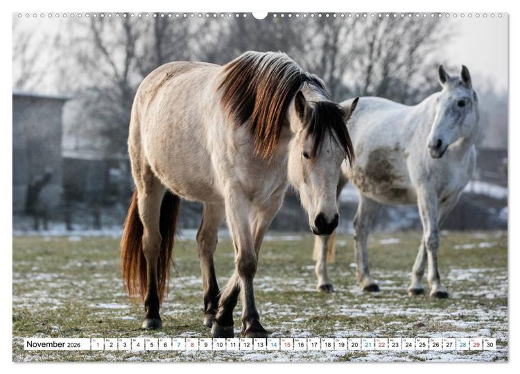 Produktbild: Durch das Jahr mit dem Connemara Pony Holly (Wandkalender 2026 DIN A2 quer), CALVENDO Monatskalender
