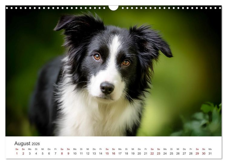 Produktbild: Sch&ouml;n, schlau, schnell! - Der Border Collie - Kalender (Wandkalender 2026 DIN A3 quer), CALVENDO Monatskalender