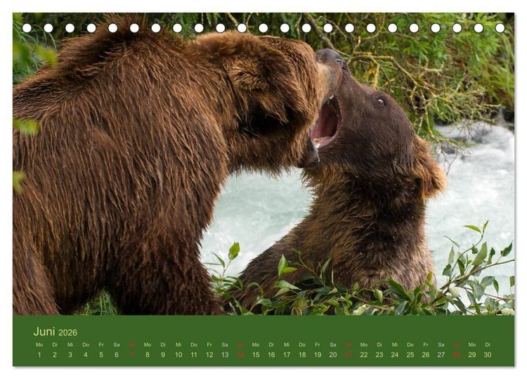 Produktbild: Der B&auml;renkalender 2026 CH-Version (Tischkalender 2026 DIN A5 quer), CALVENDO Monatskalender