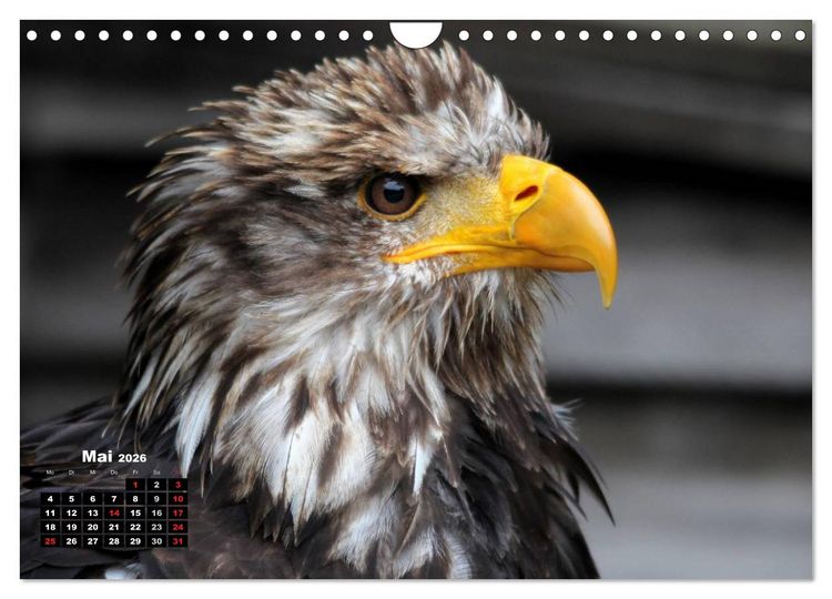 Produktbild: Greifv&ouml;gel, Eulen und K&auml;uze (Wandkalender 2026 DIN A4 quer), CALVENDO Monatskalender