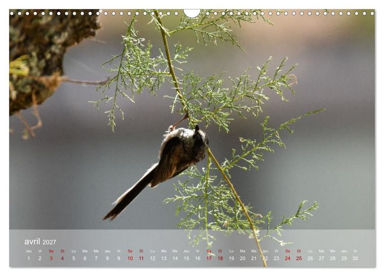 Produktbild: Oiseaux, Papillons et Libellules (Calendrier mural 2027 DIN A3 vertical), CALVENDO calendrier mensuel